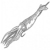 Squid