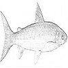 White fish