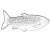 White Amur bream