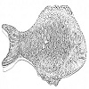 Measures fish
