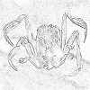Human face crab