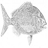 Sparidae