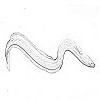 Eel