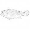 Small yellow croaker