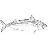 Mackerel