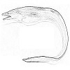Conger pike