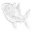 Cave fish