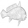 Large yellow croaker