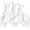 Bitter intestinal fish