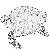 Hawksbill sea turtle