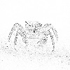 Pipa crab