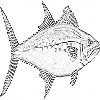 Spanish mackerel