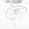 Ocean sunfish