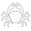 Crab