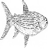 Tiger fish