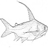 Giant sea catfish