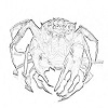 Bean tea crab