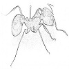 Red ants