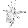 Poisonous spider