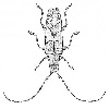Longhorn beetle