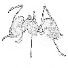 Ant