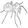 House ants