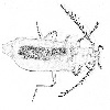 Fire-coloured beetle