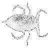 Water bug