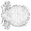 Cattle lice