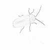 Firefly