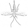Ichneumon wasp