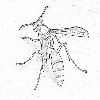 Wasp