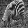 Strange Pig