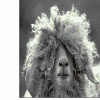 Strange sheep