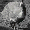 Strange turkey