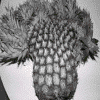 Strange pineapple
