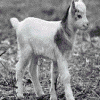 Strange baby goat