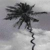 Strange coconut tree