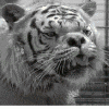 Strange tiger