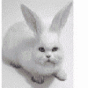 Strange rabbit