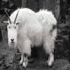 Strange goat