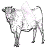 Beef-cutting knife