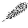 Feather sweep