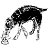 A dog eats dung