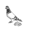 Pigeon eggs