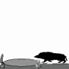 Lake boar