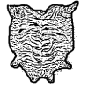 Tiger hide