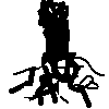 Root