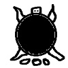 Turtles lay eggs