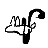 Snake eats rabbit
